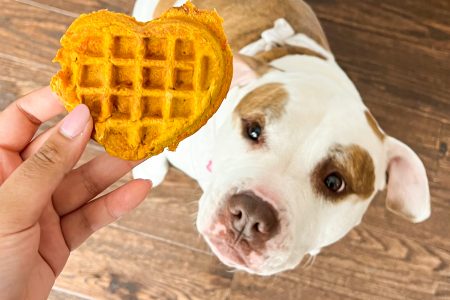 Dog eating homemade waffle