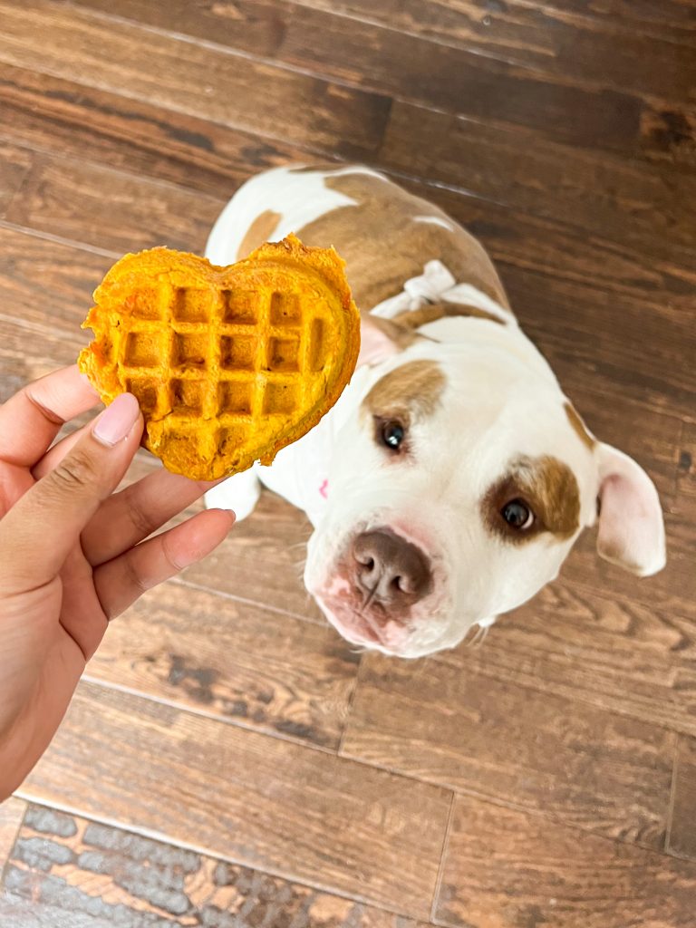 Dog eating homemade waffle