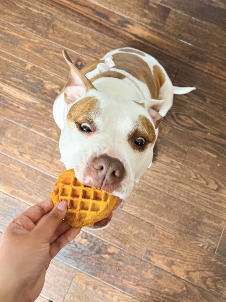 Dog eating homemade waffle