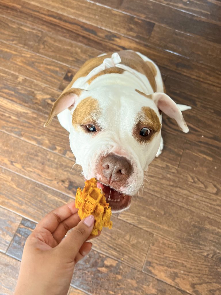 Dog eating homemade waffle