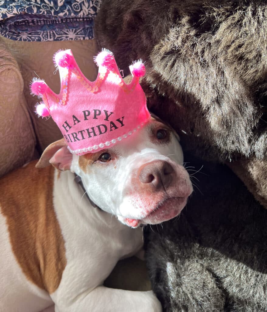 My dog Miley wearing a birthday crown.