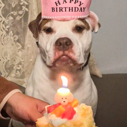 My dog Miley with a birthday crown, about to eat her birthday cake.