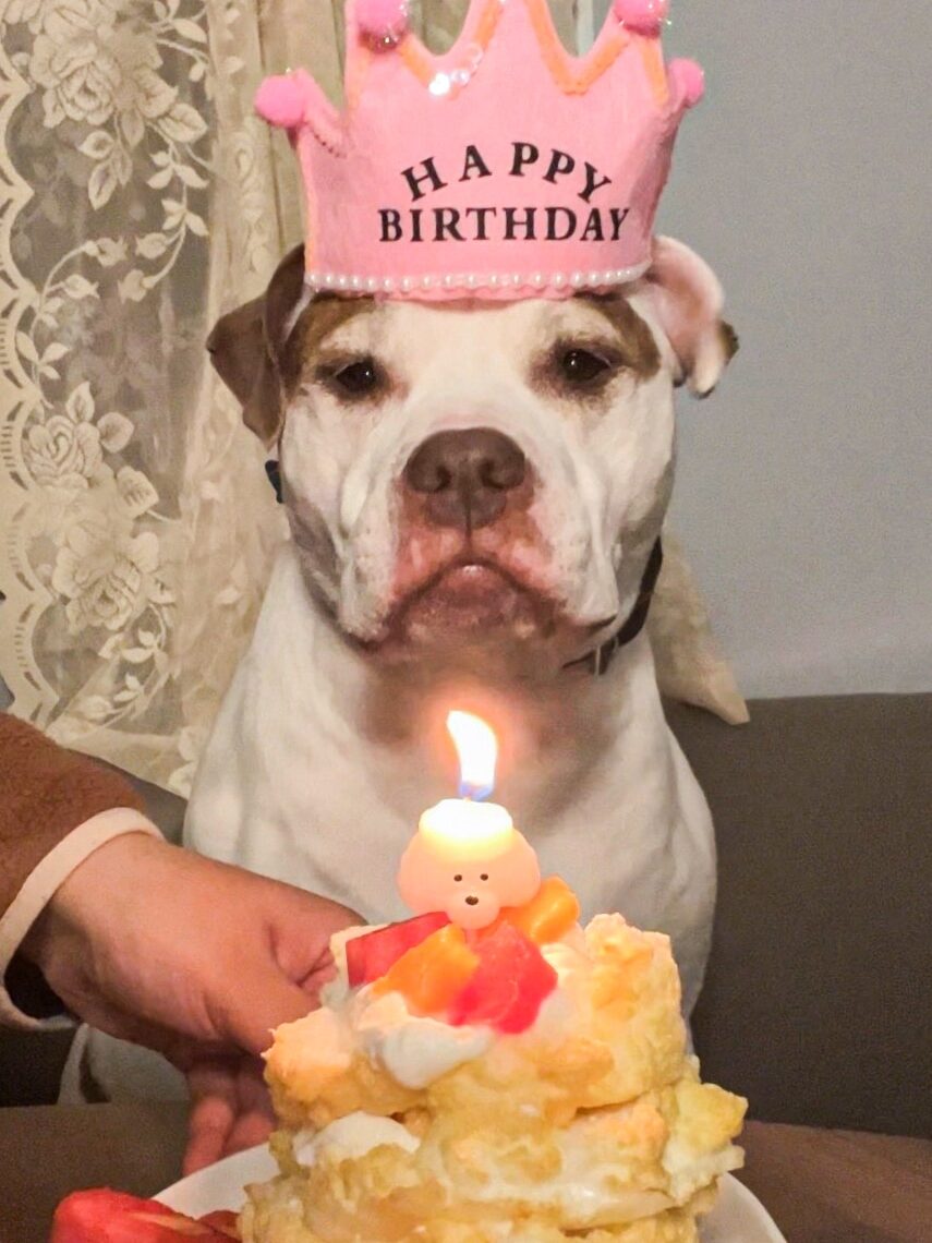 My dog Miley with a birthday crown, about to eat her birthday cake.