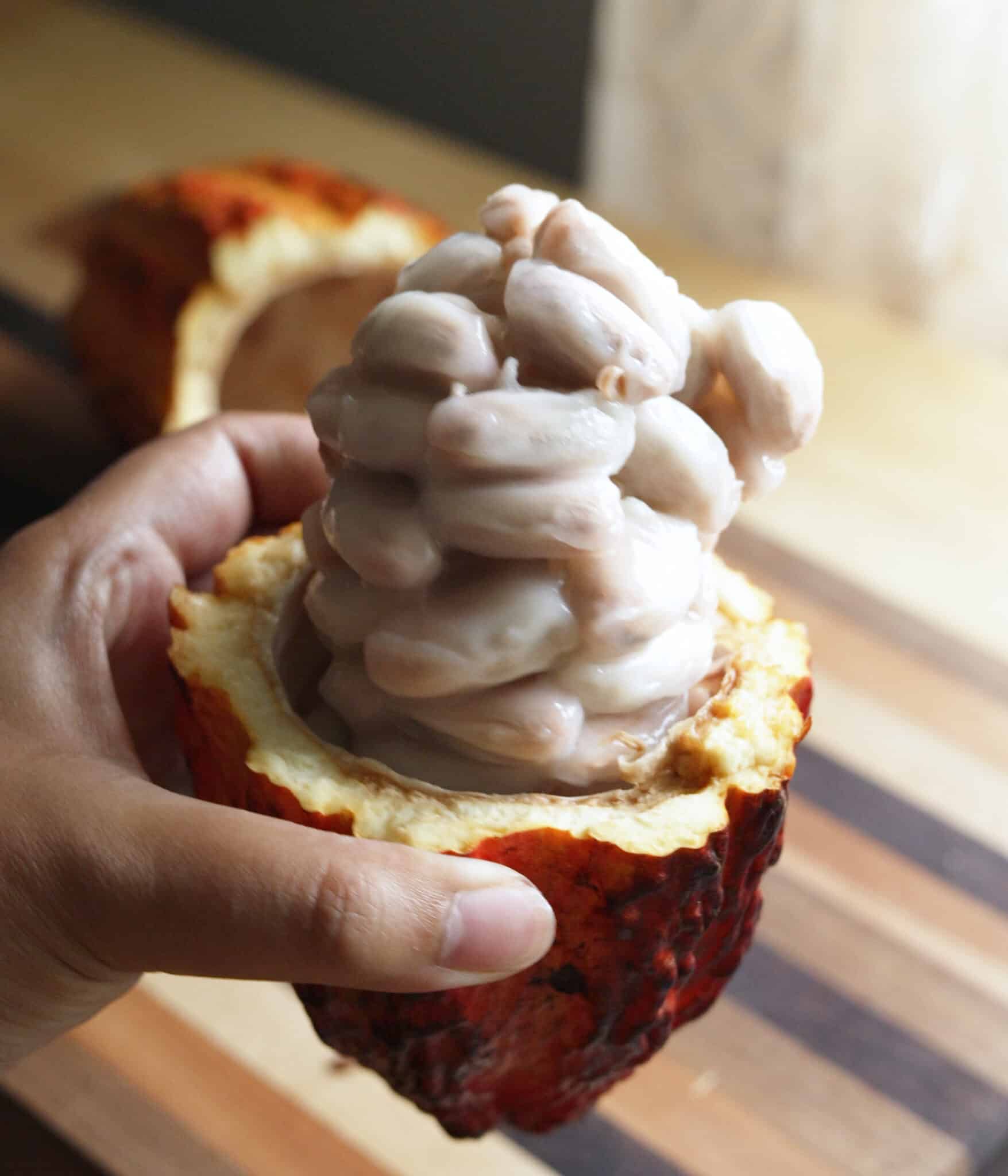 Ripe cacao pod cut in half, showing the white pulp.