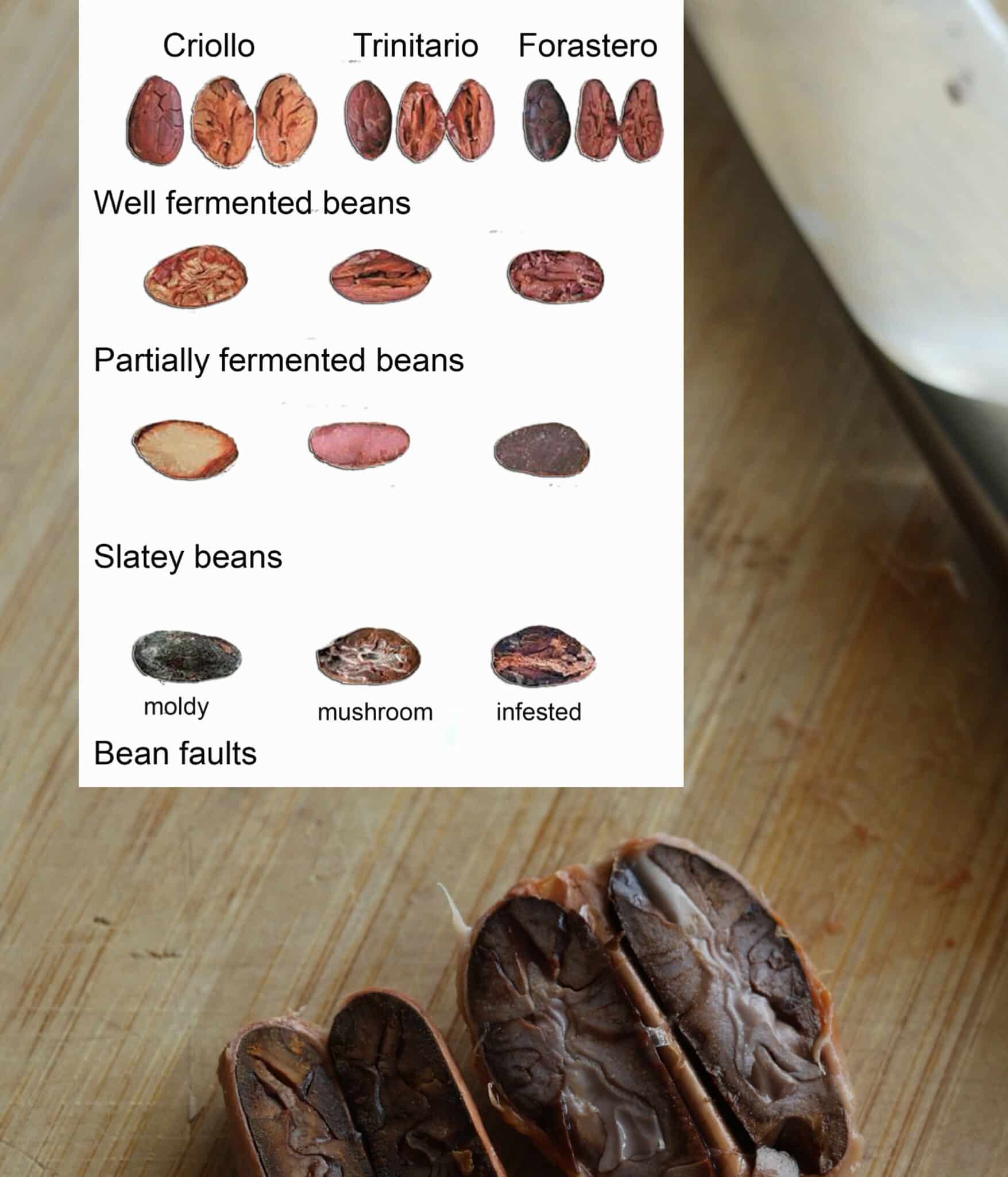 Fermented cacao seed chart.