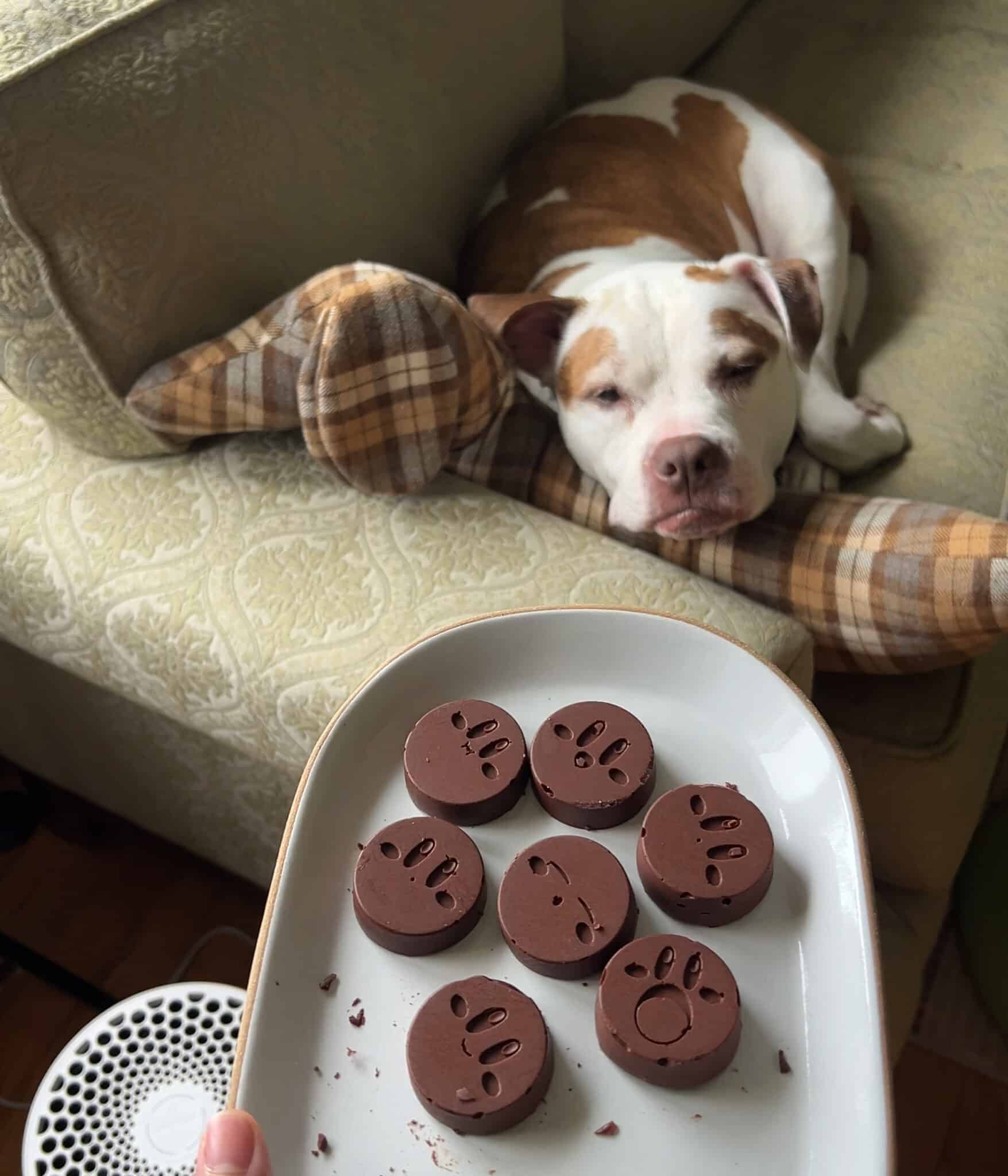 Showing my dog my kirby chocolates!
